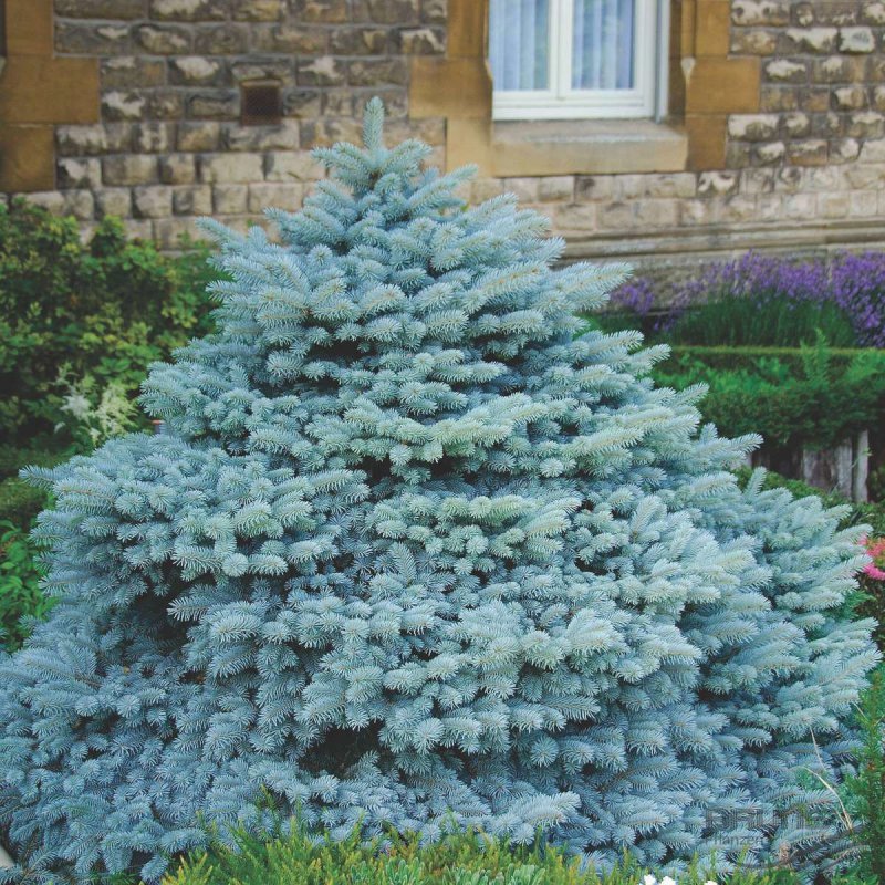 Ель glauca globosa (74 фото)