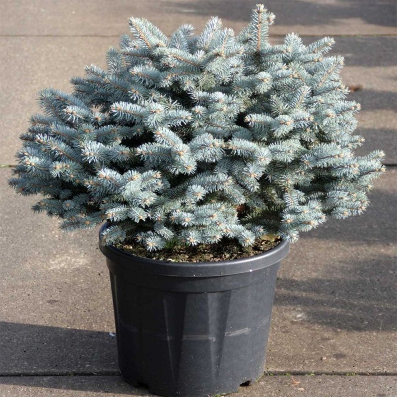 Ель колючая glauca globosa
