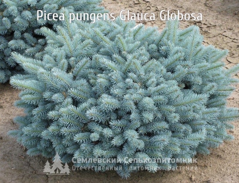 Ель колючая glauca globosa