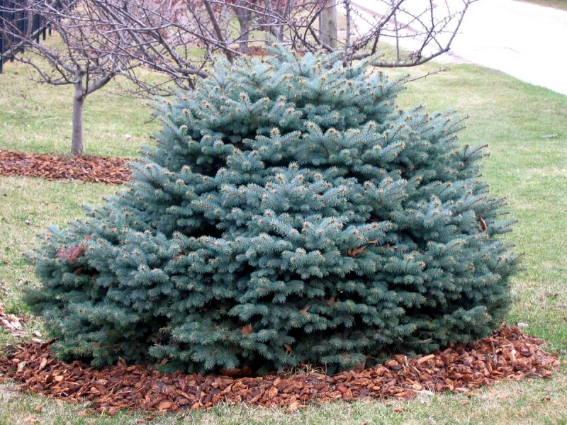 Ель колючая glauca globosa