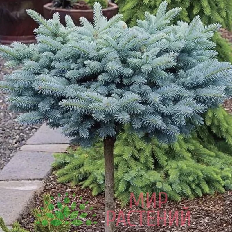 Ель колючая Глаука Глобоза (glauca globosa)