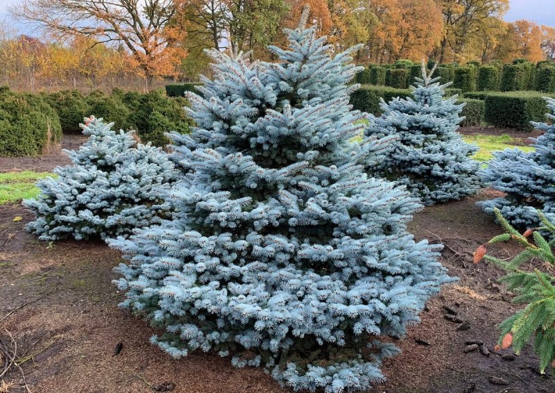 Ель колючая glauca globosa
