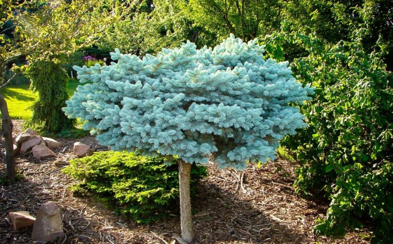 Ель колючая Глаука Глобоза (glauca globosa)