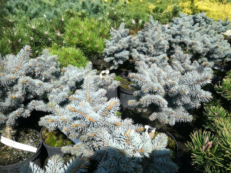 Ель колючая glauca globosa