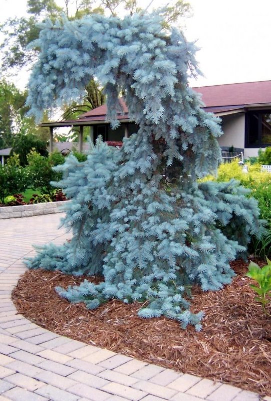 Ель glauca globosa