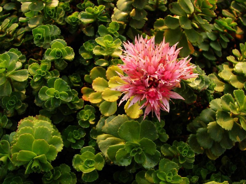 Sedum spurium coccineum