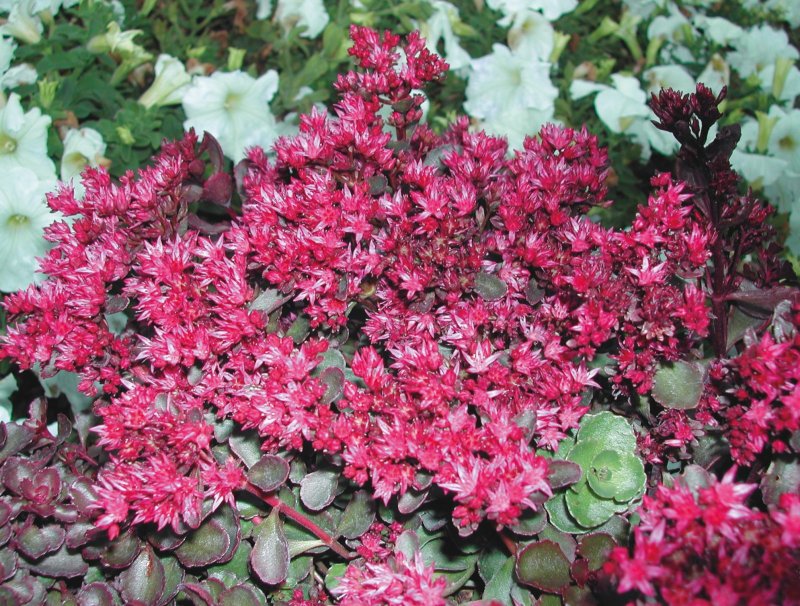 Sedum spurium 'Voodoo'