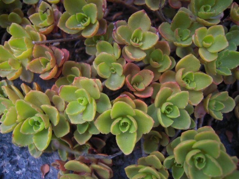Очиток ложный (Sedum spurium `Roseum`)
