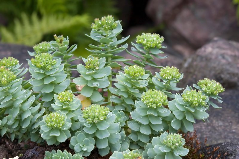 Sedum Aizoon
