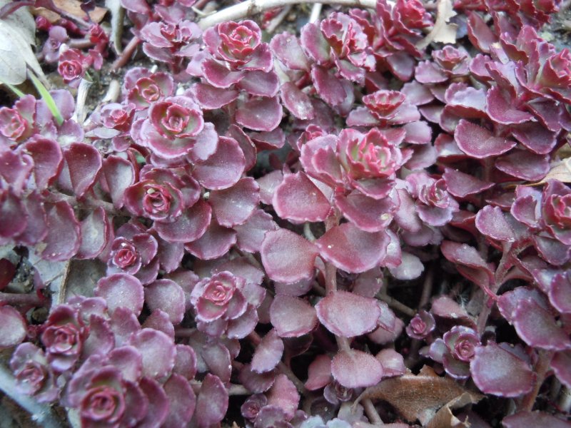 Седум coccineum