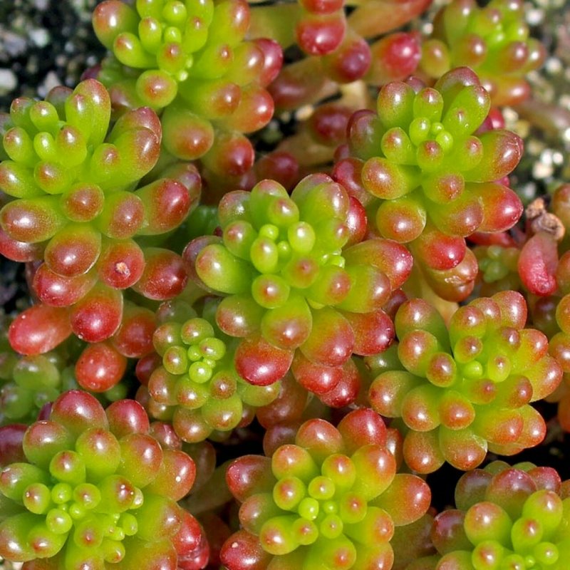 Очиток Sedum