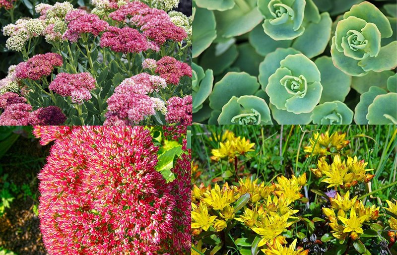 Очиток Курильский (Sedum kurilense)