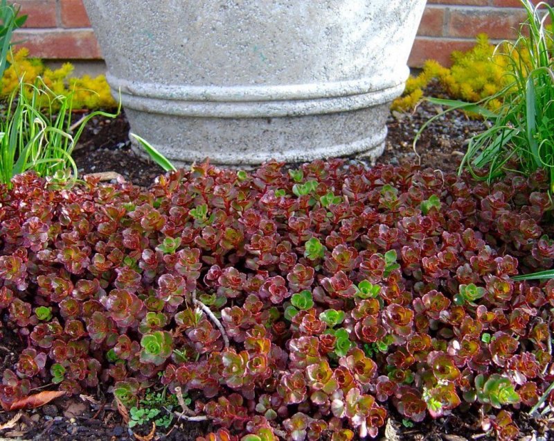 Седум Sedum sexangulare