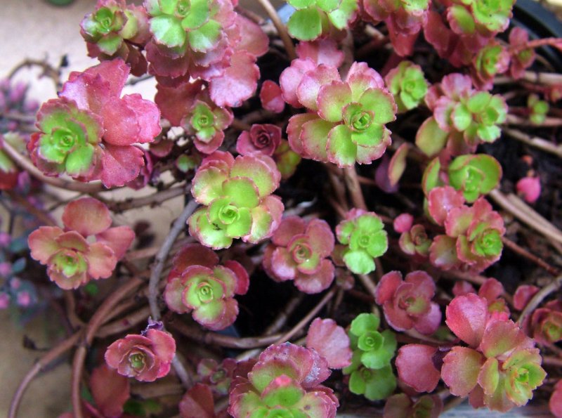 Седум Кокцинеум (coccineum)