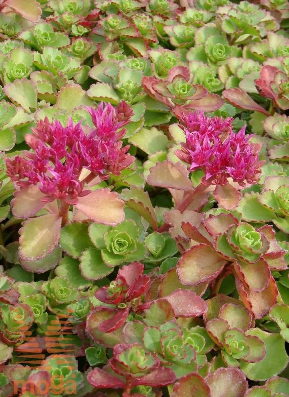 Седум Sedum spurium Schorbuser Blut