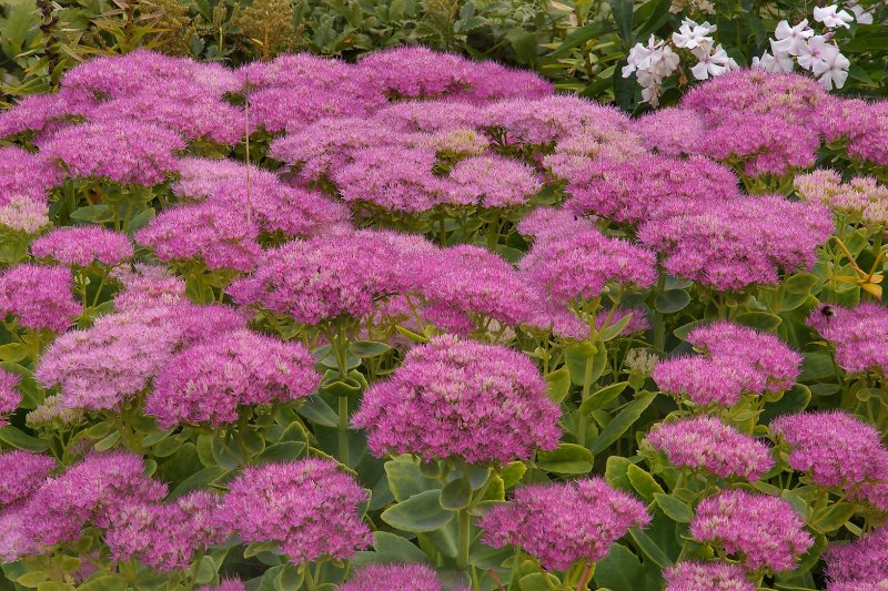 Очиток Видный (Sedum spectabile `Iceberg`)