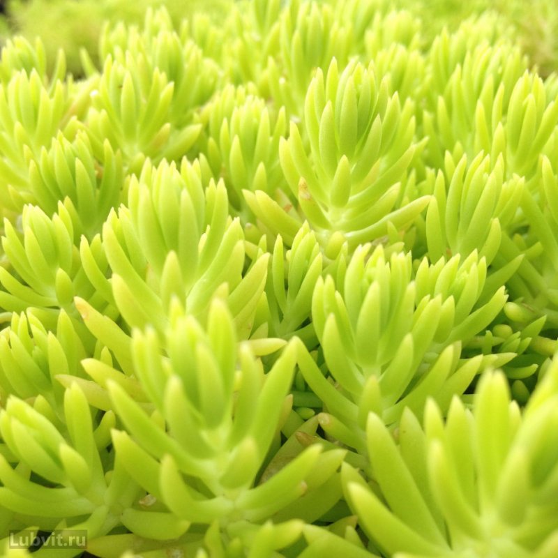 Седум spurium variegatum