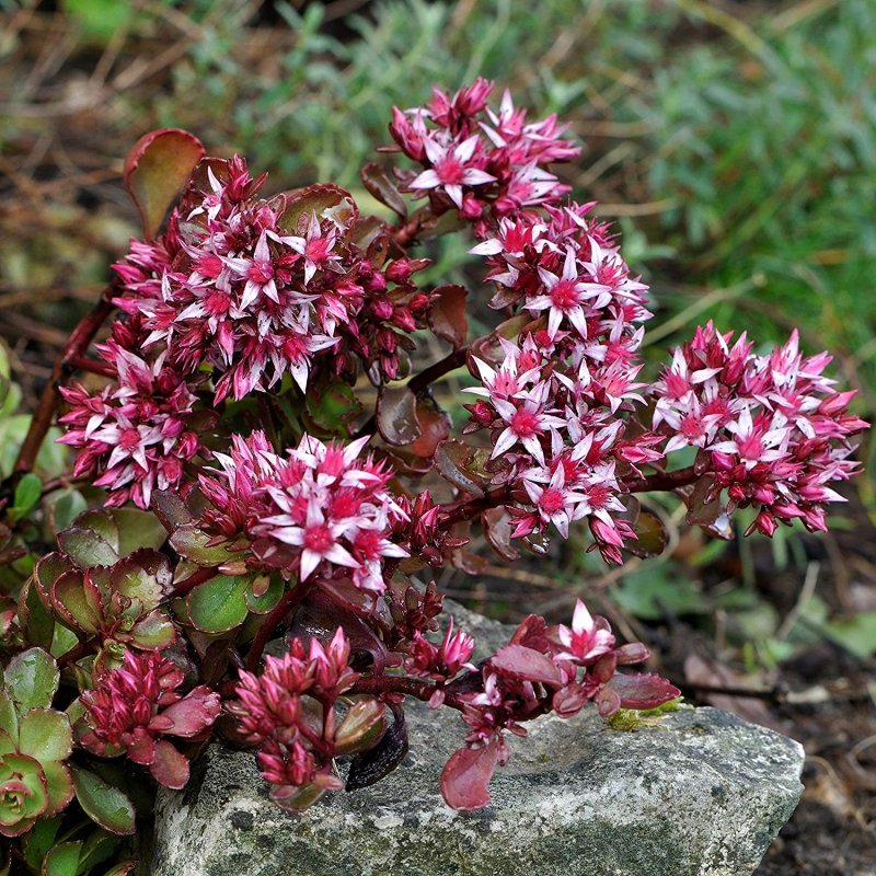Очиток Вайнберга (Sedum weinbergii