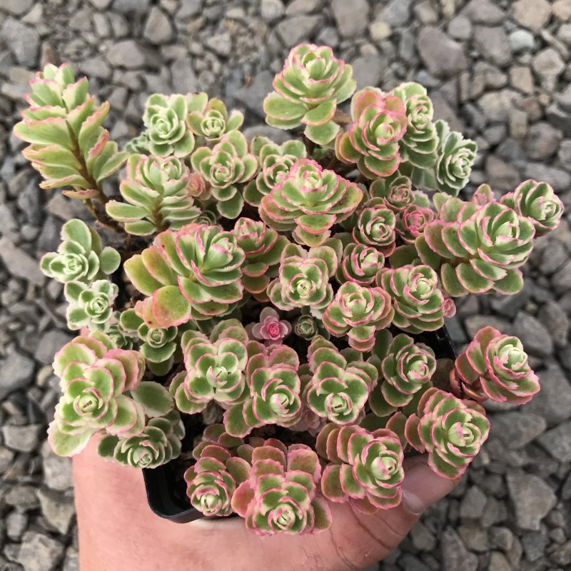 Sedum spurium 'Tricolor'
