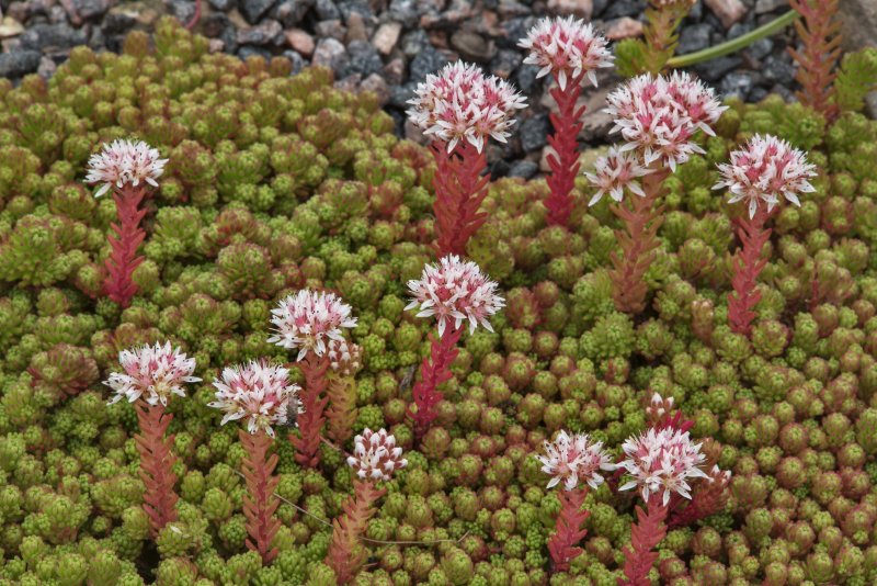 Седум Sedum lydium