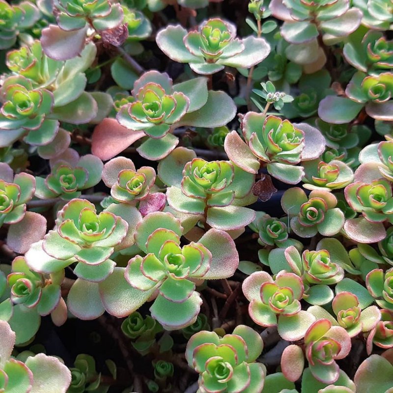 Очиток Курильский (Sedum kurilense)