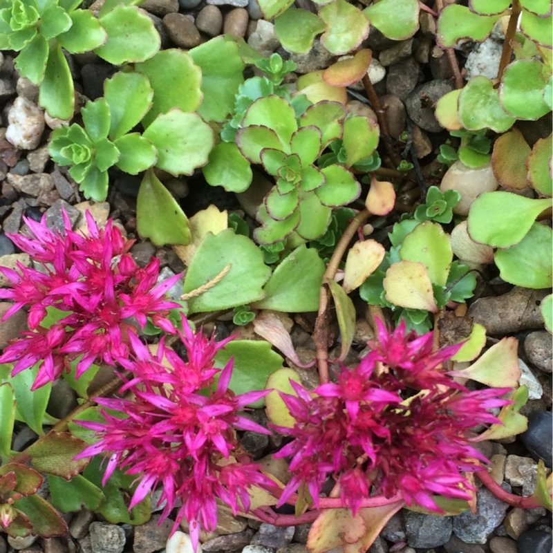 Очиток ложный 'coccineum'