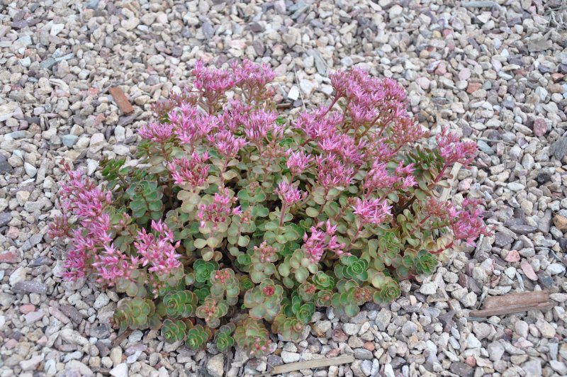 Sedum spurium Fuldaglut