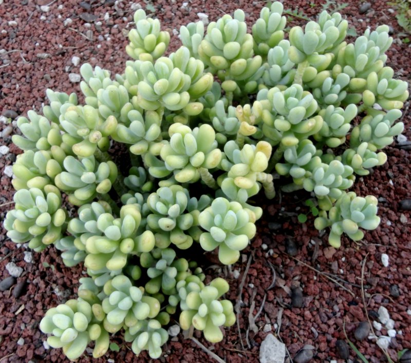 Sedum telephium sonore