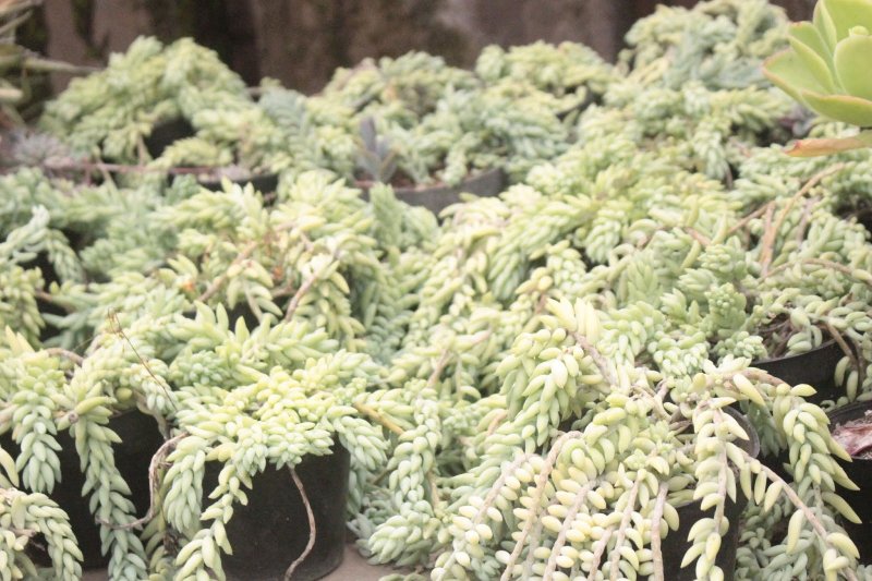 Sedum spurium 'Voodoo'