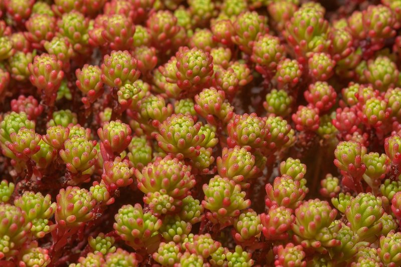 Очиток лидийский - Sedum lydium