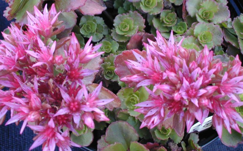 Очиток Моргана Sedum morganianum