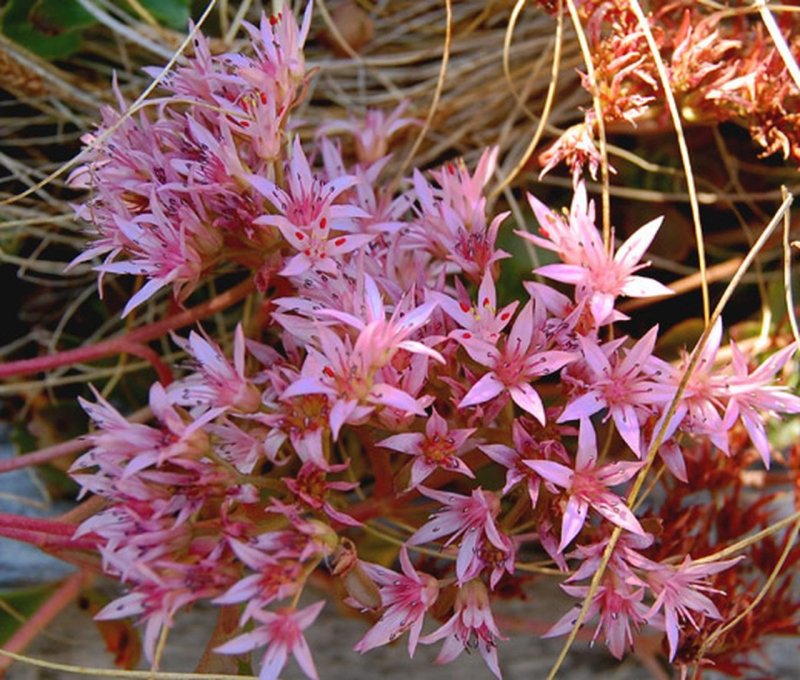 Sedum spurium 'Voodoo'