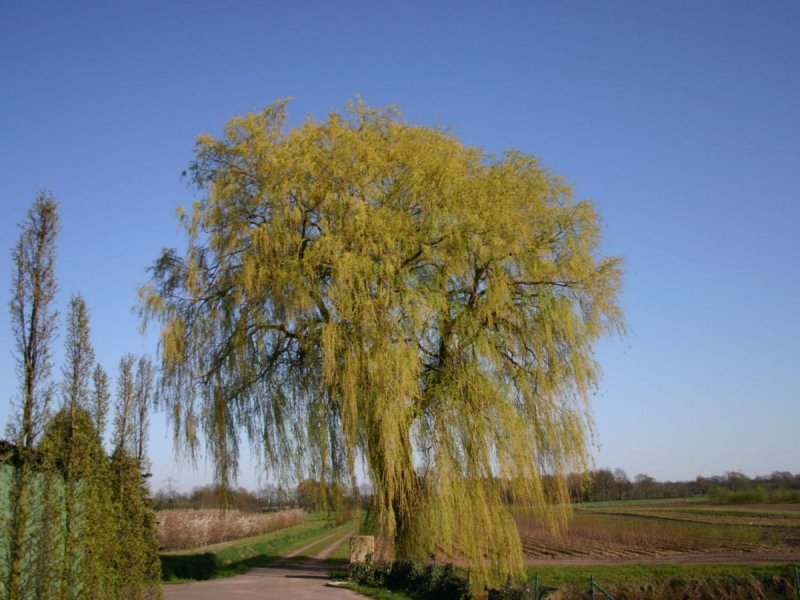 Ива белая (Salix Alba)