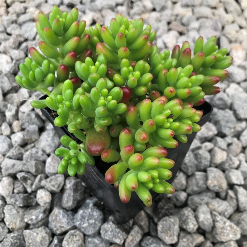 Очиток ложный 'coccineum'