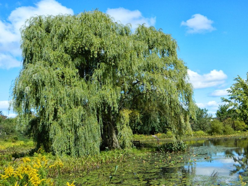 Ива белая (Salix Alba)