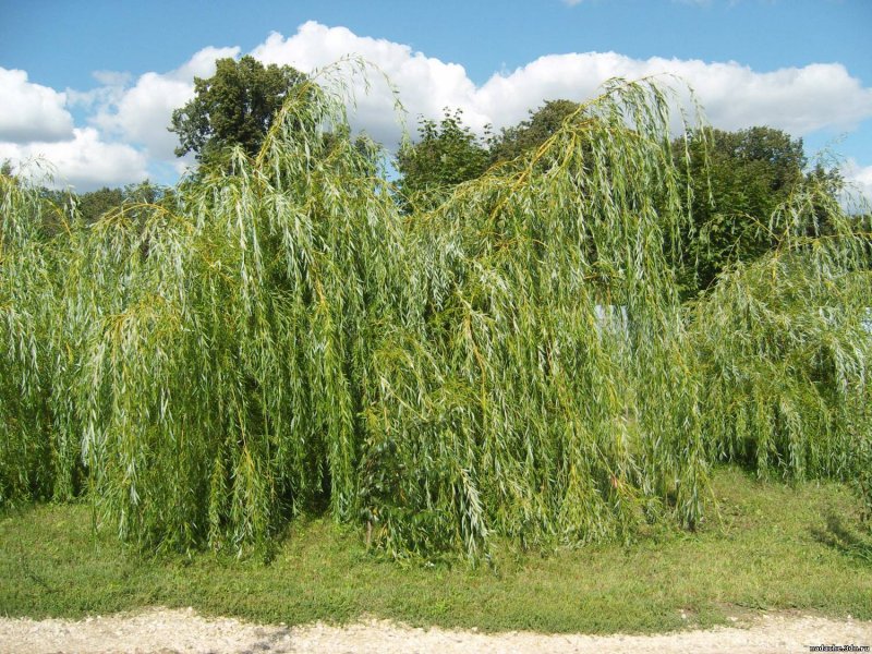 Ива белая Пендула (Salix Alba pendula)