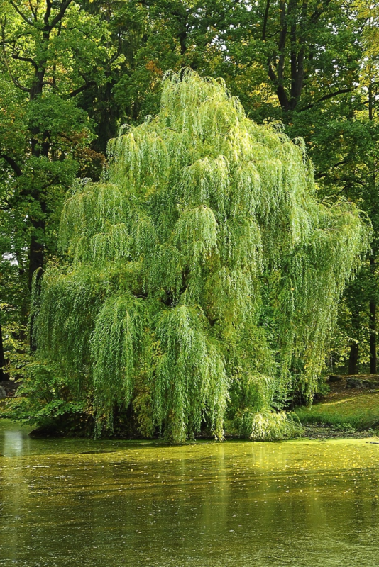 Ива белая (Salix Alba)