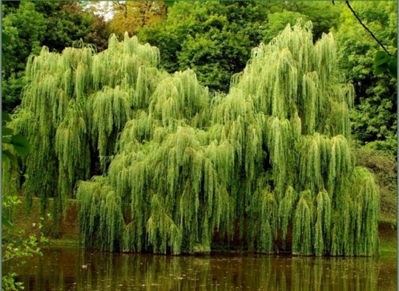 Ива белая плакучая Тристис (Salix Alba)