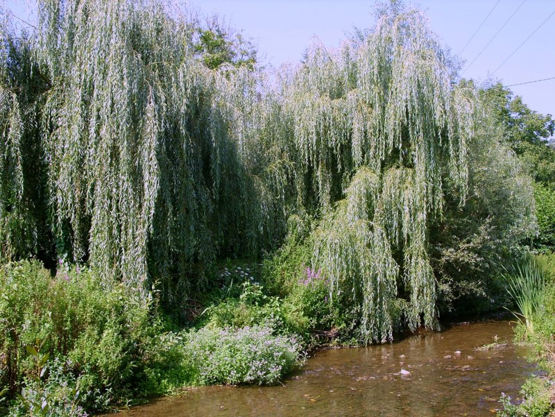 Ива росистая (Salix rorida)