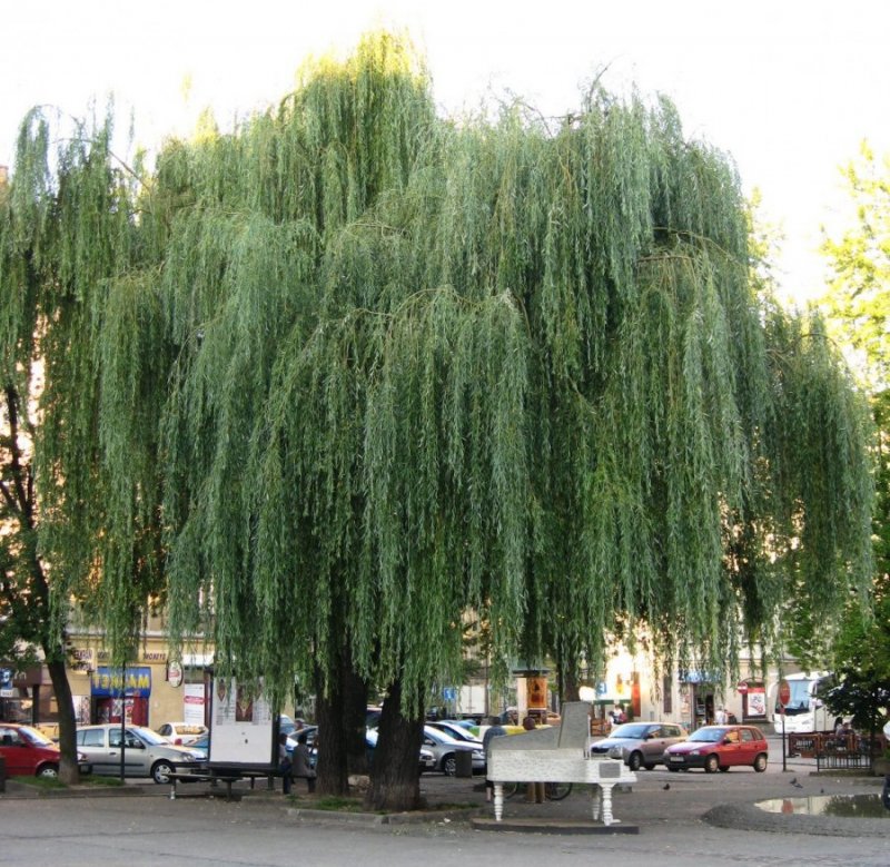 Ива белая плакучая