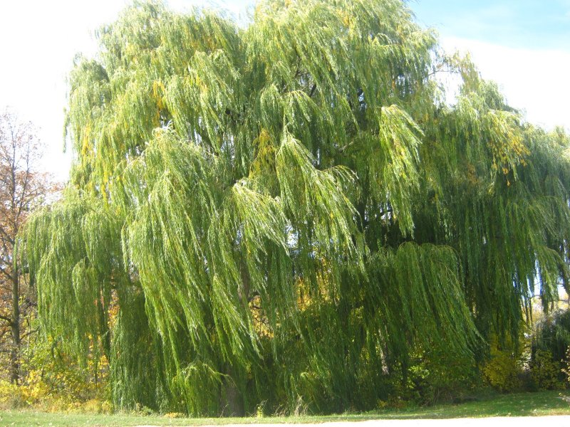 Ива белая Тристис Salix Alba `tristis`