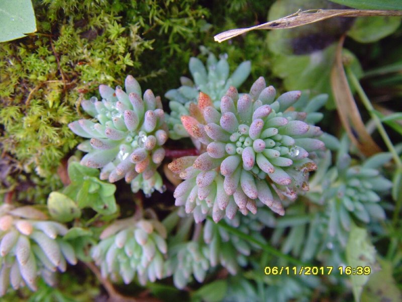 Очиток Вайнберга (Sedum weinbergii