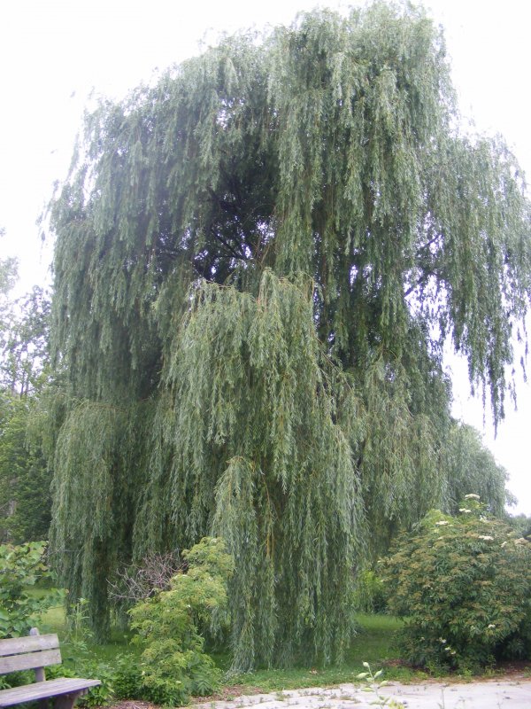 Ива белая tristis