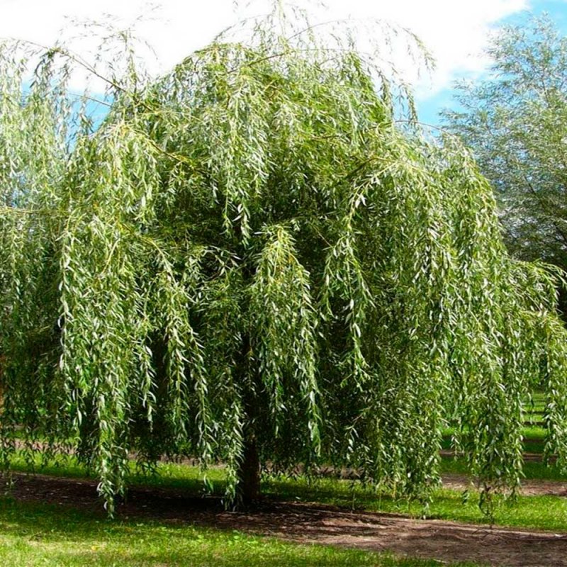 Ива белая (Salix Alba)