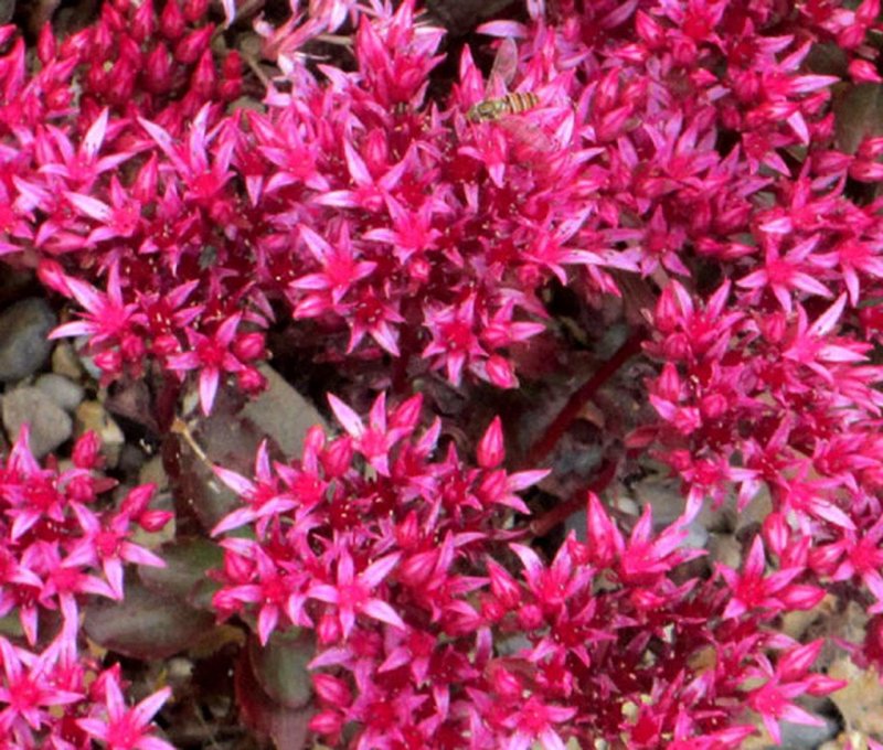 Седум Sedum spurium variegatum