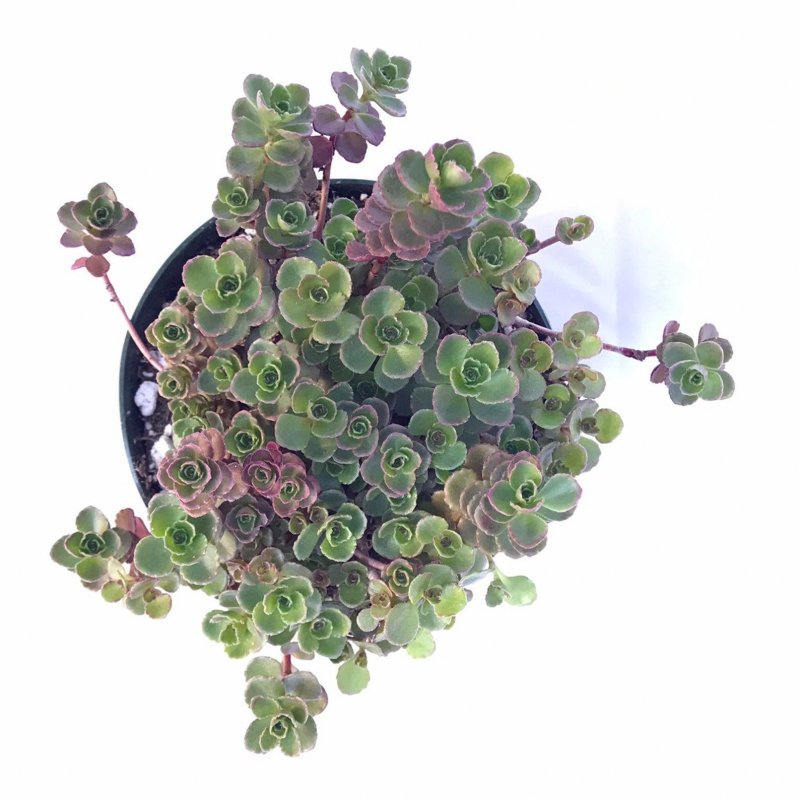 Седум Sedum spurium Dragons Blood