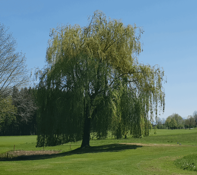 Ива белая (Salix Alba l.)