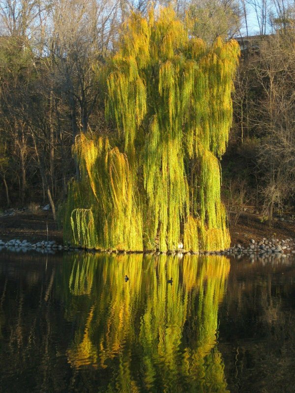 Salix Alba tristis