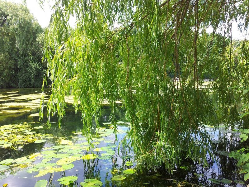 Salix babylonica Ива