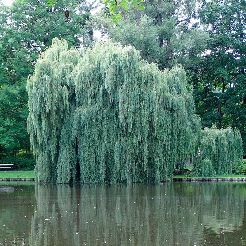Ива белая, серебристая, ветла (Salix Alba)